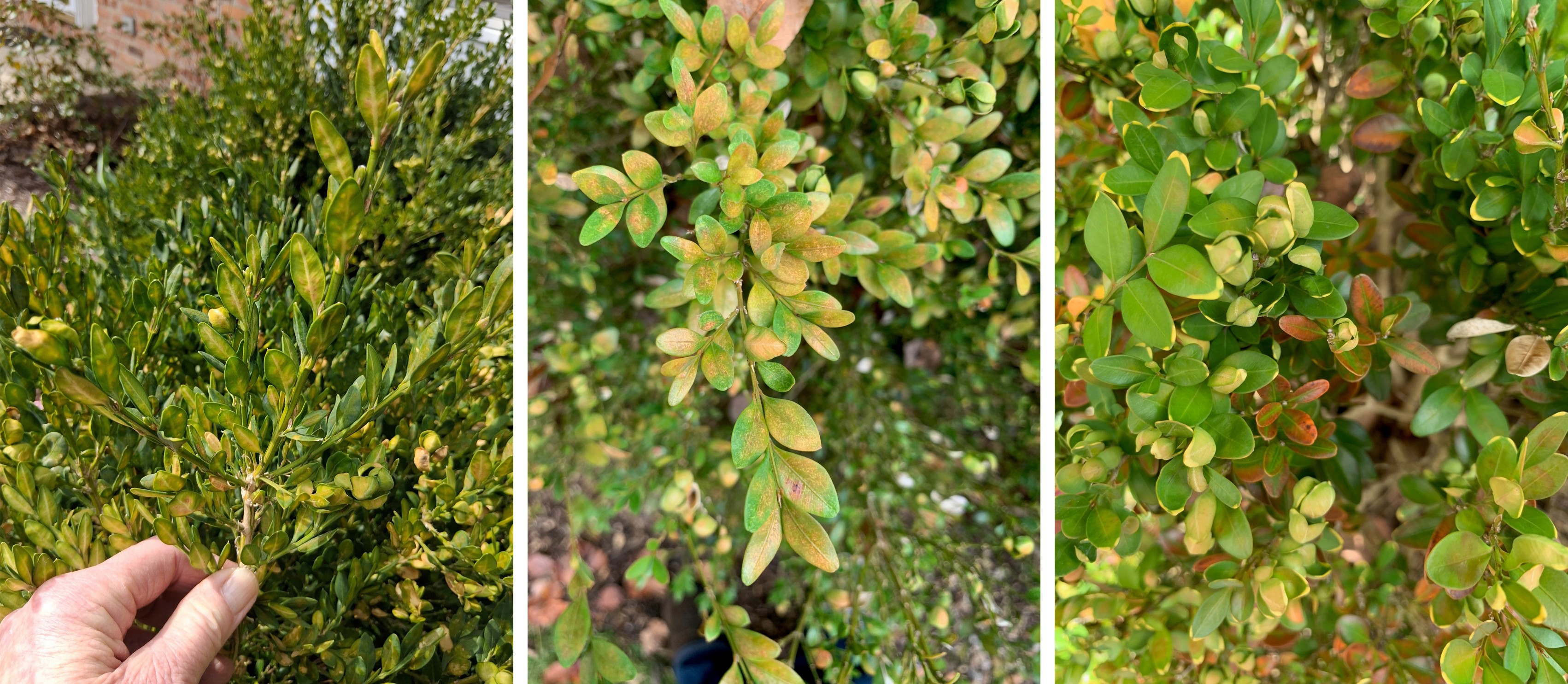 Discolored canopy.jpg